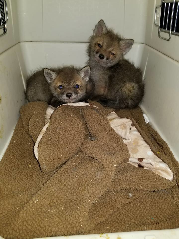 Two small fox kits safely contained in a carrier, handled by K.P. Wildlife Control and Repairs LLC in Annapolis, MD.