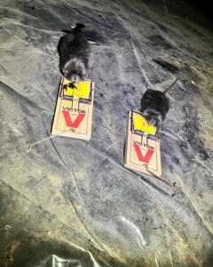 Two mice caught in snap traps during a pest control service by Frost Integrated Pest Management in Portland, OR.