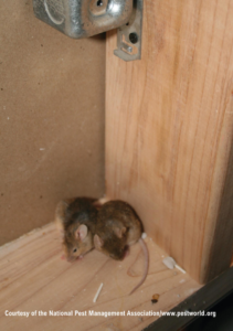 Two mice hiding in a corner, indicating a rodent problem that PestRx can solve in Northford, CT.