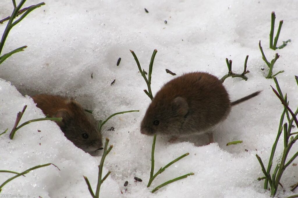 Two small mice in the snow, representing wildlife and pest control services by Franklin Pest Solutions Michigan City in Lafayette, IN.