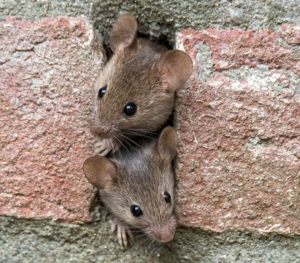 Two small mice peeking out from a hole in a brick wall, a common sign of infestation handled by PEST extermination TECH expert in Warwick, RI.