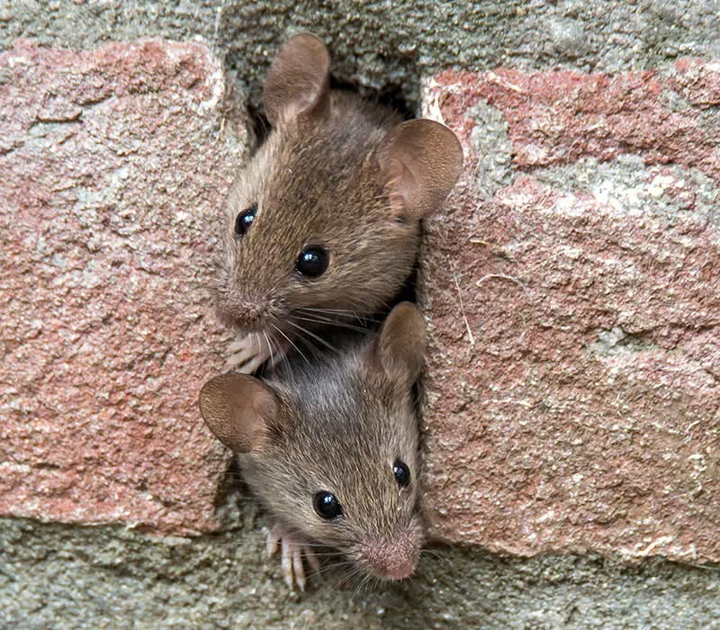 Two small mice peeking out from a hole in a brick wall, a common sign of infestation handled by PEST extermination TECH expert in Warwick, RI.