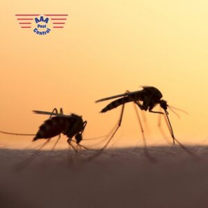 Two mosquitoes silhouetted against a sunset, representing mosquito control services by AAA Pest Control in El Paso, TX