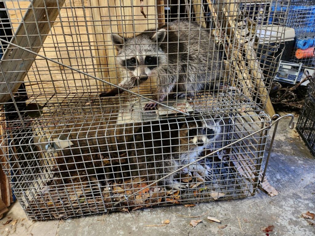 Two raccoons safely caught in live traps by S-Tier Wildlife Control LLC for humane removal in Lexington, KY.