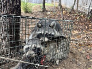 Two raccoons captured in a live trap, demonstrating wildlife removal services by Texas Rodent Control in San Antonio, TX.