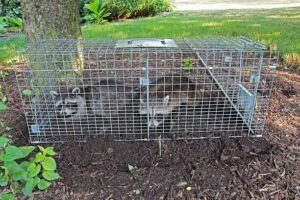 Two raccoons safely trapped in a cage for wildlife control by Rays Property maintenance and Pest Control in Churchville, NY