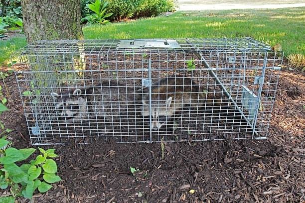 Two raccoons safely trapped in a cage for wildlife control by Rays Property maintenance and Pest Control in Churchville, NY