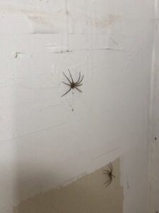 Two large spiders on a white wall, indicating a common pest control problem for Bug Busters LLC in Norman, OK.