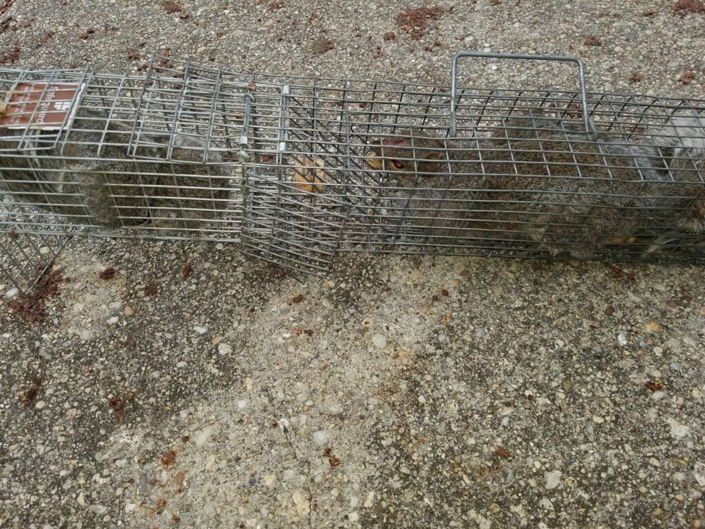 Two squirrels captured in a long live trap on the ground by K.P. Wildlife Control and Repairs LLC in Annapolis, MD.
