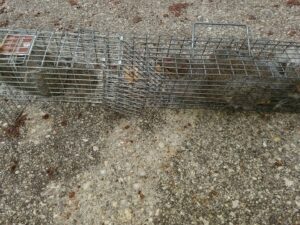 Two squirrels captured in a long live trap on the ground by K.P. Wildlife Control and Repairs LLC in Annapolis, MD.
