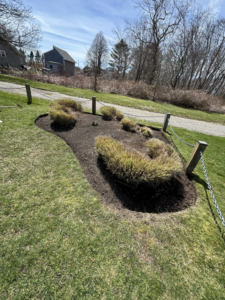 A unique footprint-shaped landscape bed with ornamental grasses and fresh mulch by Chaves Lawn Care in New Bedford, MA