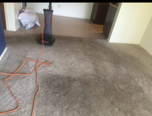 An upright vacuum cleaner actively cleaning a carpet, showing a clear path, by Martin Pro Cleaner in Tulsa, OK