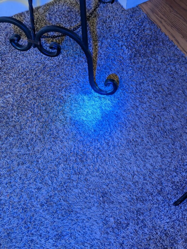 A UV light being used to detect a hidden stain on a carpet, part of the service by R&W Carpet Cleaning & Water Extraction in Independence, MO.