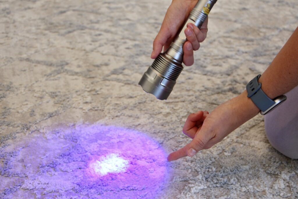 A UV light detecting a hidden pet stain on a carpet, a service offered by Chem-Dry of Seattle in Seattle, WA