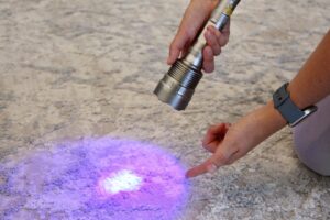 A UV light detecting a hidden pet stain on a carpet, a service offered by Chem-Dry of Seattle in Seattle, WA
