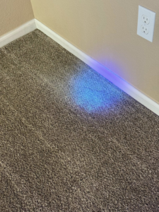 A carpet stain being inspected with a UV light by Tailor Maid Carpet Cleaning in Colorado Springs, CO.