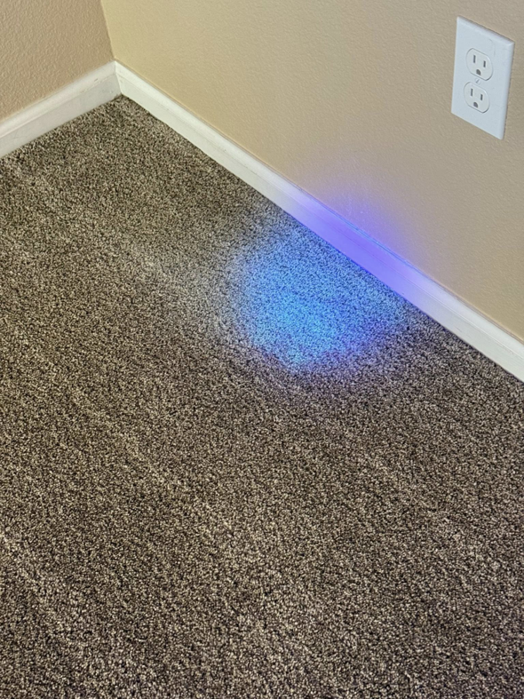 A carpet stain being inspected with a UV light by Tailor Maid Carpet Cleaning in Colorado Springs, CO.