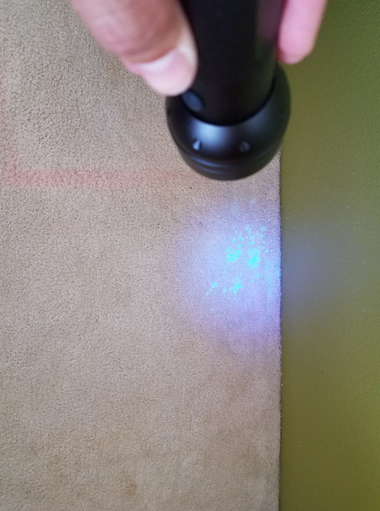 UV light inspection revealing hidden carpet stains by Gold Star Cleaning LLC in Rock Falls, IL