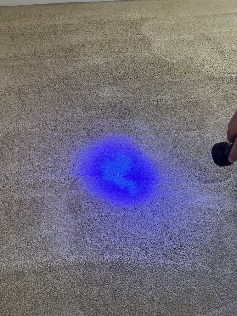 A UV light revealing a hidden stain on a carpet, part of the cleaning process by California Xtreme Steam in Sacramento, CA