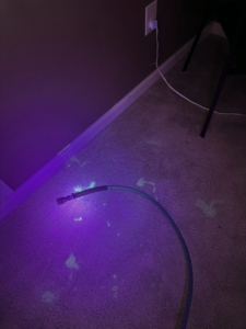 A UV light revealing hidden stains on a carpet, part of the inspection process by C & C Carpet Cleaning in Spokane, WA.