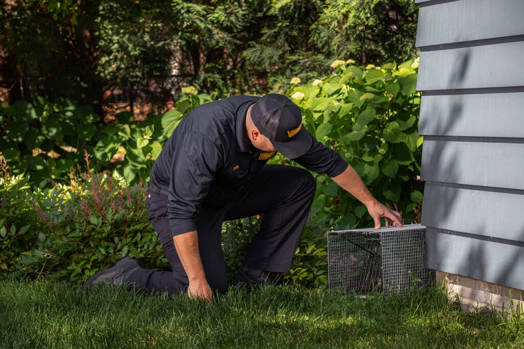 A Varment Guard technician placing a wildlife trap next to a residential home in Danville, IN.