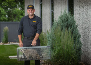 A Varment Guard technician holding a live trap with a captured raccoon in Danville, IN.