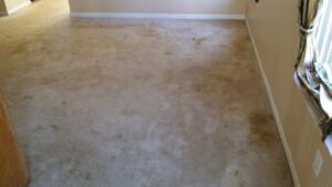 A very dirty, stained carpet in a room, ready for professional cleaning by All Out Carpet Cleaning in Kailua Kona, HI.
