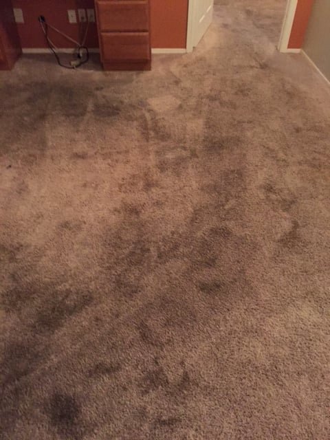 Very dirty carpet before professional cleaning service from Revolution Carpet Cleaners in Chandler, AZ