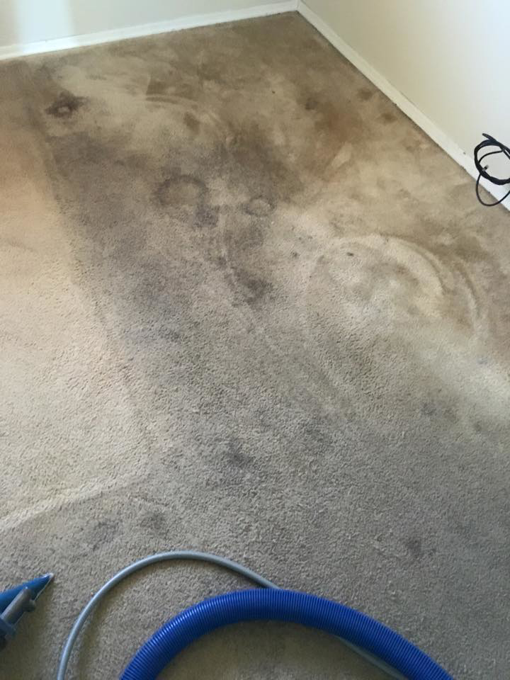 A very dirty carpet with a cleaning hose visible, indicating work in progress by Bills Carpet Cleaning in Lake Havasu City, AZ.