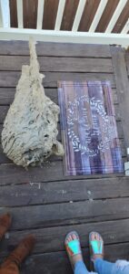 A very large, elongated wasp nest resting on a wooden deck after removal by Herman Pest Control Services in Minot, ND.