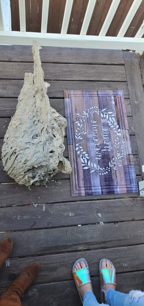 A very large, elongated wasp nest resting on a wooden deck after removal by Herman Pest Control Services in Minot, ND.
