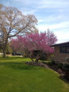 A vibrant flowering tree in a lush, well-kept residential lawn by Miguel Landscaping LLC in Janesville, WI.