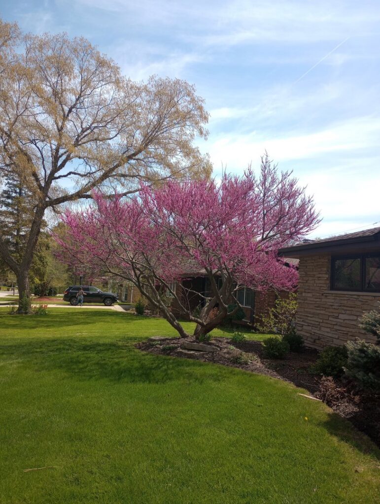 A vibrant flowering tree in a lush, well-kept residential lawn by Miguel Landscaping LLC in Janesville, WI.