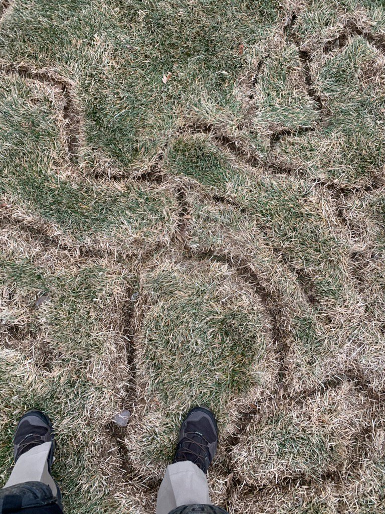 Distinctive tracks from voles or moles visible in a residential lawn, indicating a wildlife control job by Front Range Pest Control of Ft. Collins Inc. in Fort Collins, CO.