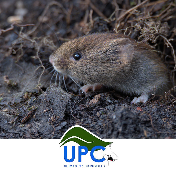 A small vole or mouse in the dirt, representing rodent control services by Ultimate Pest Control LLC in Eugene, OR.