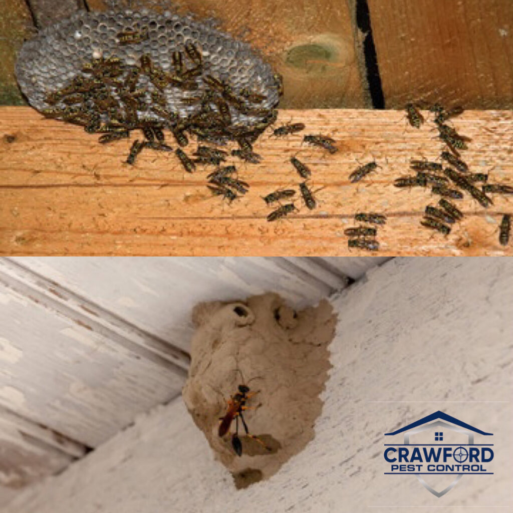 A split image showing a wasp nest and a mud dauber nest, problems handled by Crawford Pest Control in Jacksonville, FL.