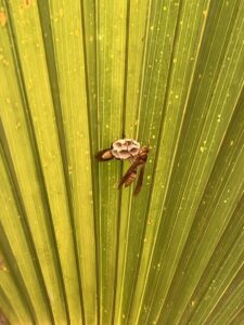 A wasp building a small nest on a palm leaf, a common pest issue handled by BBK Pest Control in Dallas, TX.