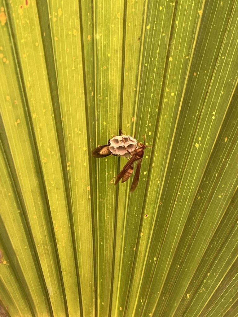 A wasp building a small nest on a palm leaf, a common pest issue handled by BBK Pest Control in Dallas, TX.