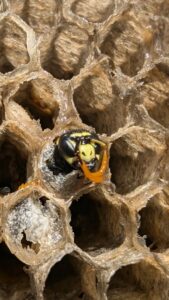 A close-up of a wasp emerging from a cell within a wasp nest, indicating a pest issue addressed by Grand Rapids Pest Control in Grand Rapids, MI.