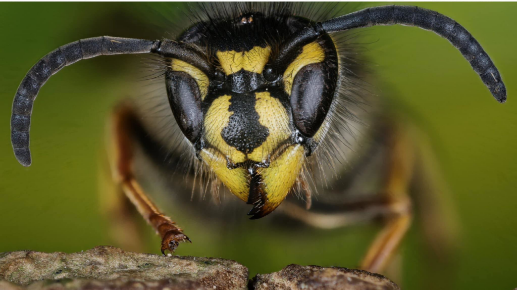 Extreme close-up of a wasp's face, symbolizing pest control services from IPM Services Inc. in Louisville, KY