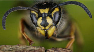 Extreme close-up of a wasp's face, symbolizing pest control services from IPM Services Inc. in Louisville, KY