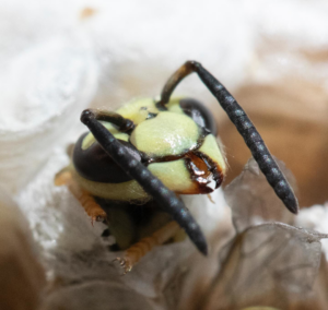 A close-up of a wasp head emerging from a nest cell, showing a pest issue for Affordable Termite & Pest Control in Bloomington, IN.