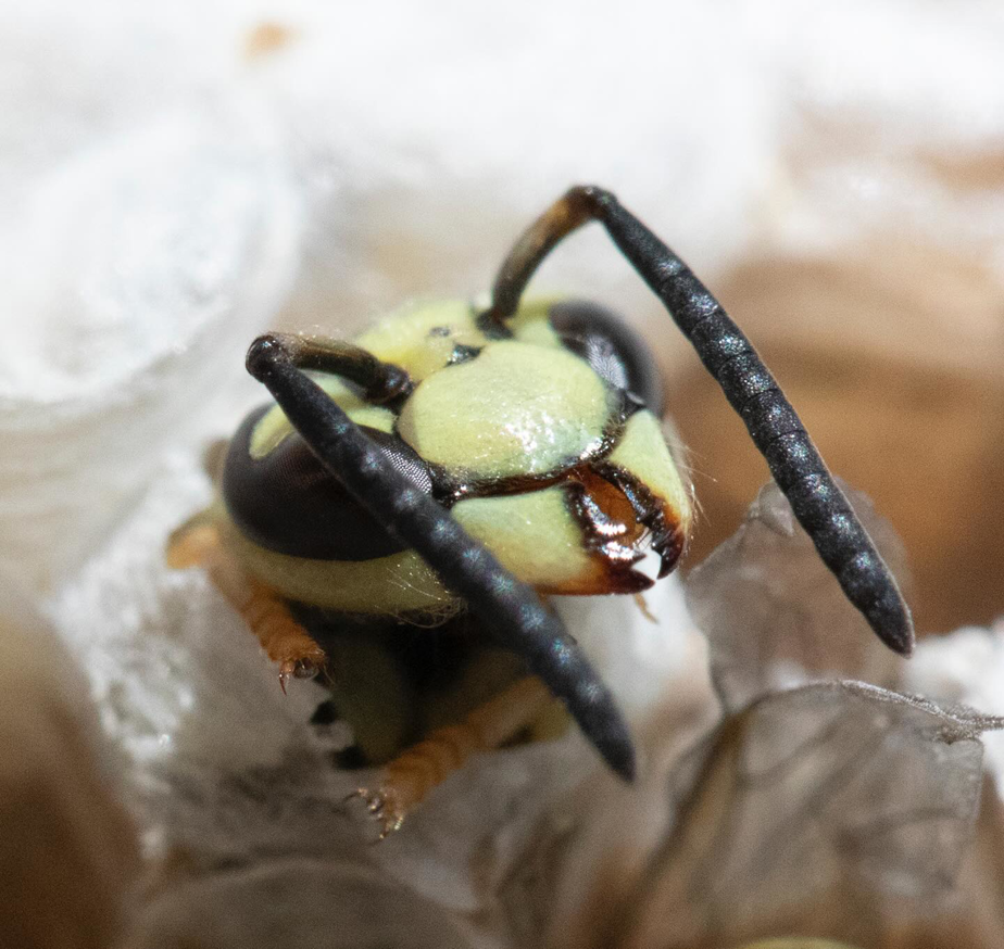 A close-up of a wasp head emerging from a nest cell, showing a pest issue for Affordable Termite & Pest Control in Bloomington, IN.