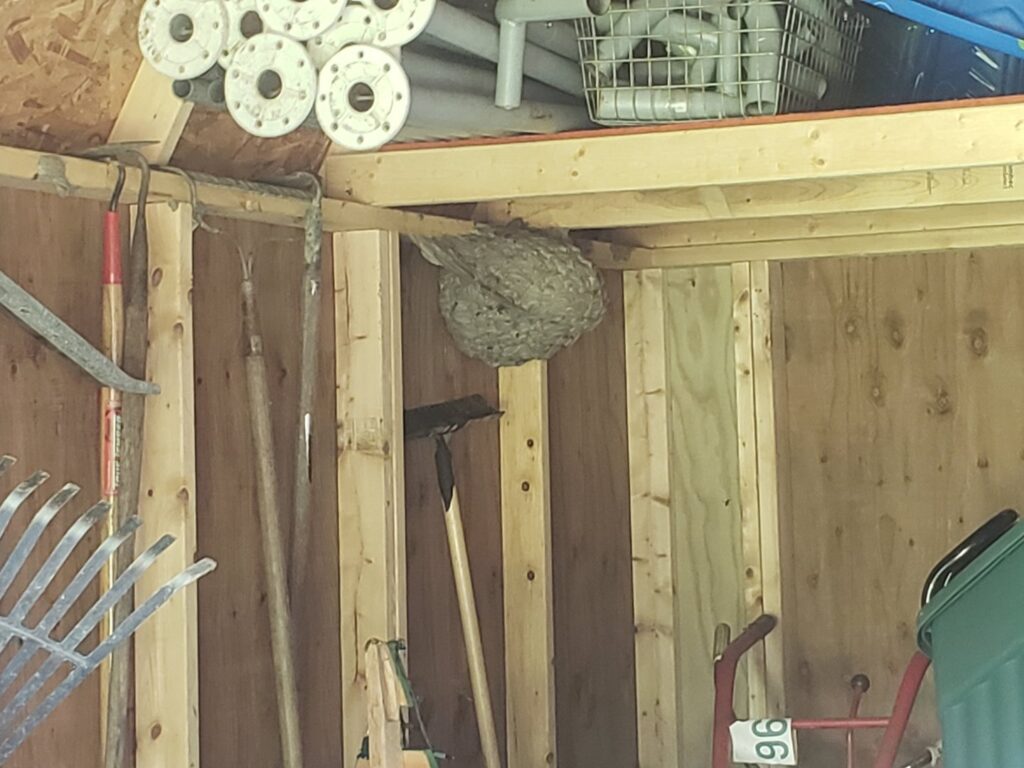 A large wasp or hornet nest hanging from the ceiling inside a shed, a pest issue for Bug Bounty Hunters LLC in Akron, OH.