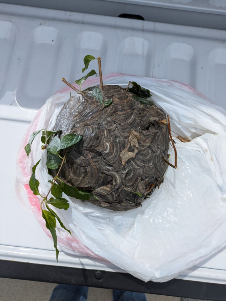 A large wasp or hornet nest, recently removed and placed in a plastic bag, by BCPC Exterminating Inc. in Elizabethtown, KY.