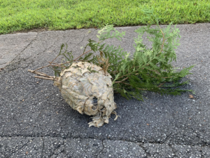 A large wasp or hornet nest removed from a property by Nooga Pest Control in Chattanooga, TN