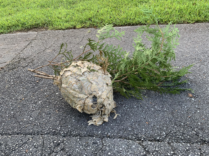A large wasp or hornet nest removed from a property by Nooga Pest Control in Chattanooga, TN