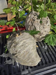Two large wasp or hornet nests successfully removed and placed in a truck by Pest Express LLC in Rochester, NY