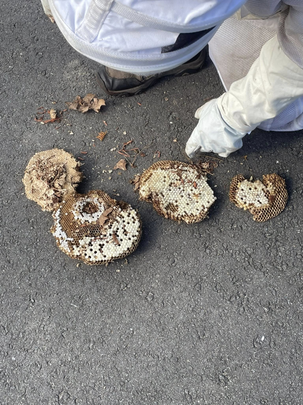 Removed wasp or hornet nests on the ground after a pest control job by Squish in Manchester, NH.