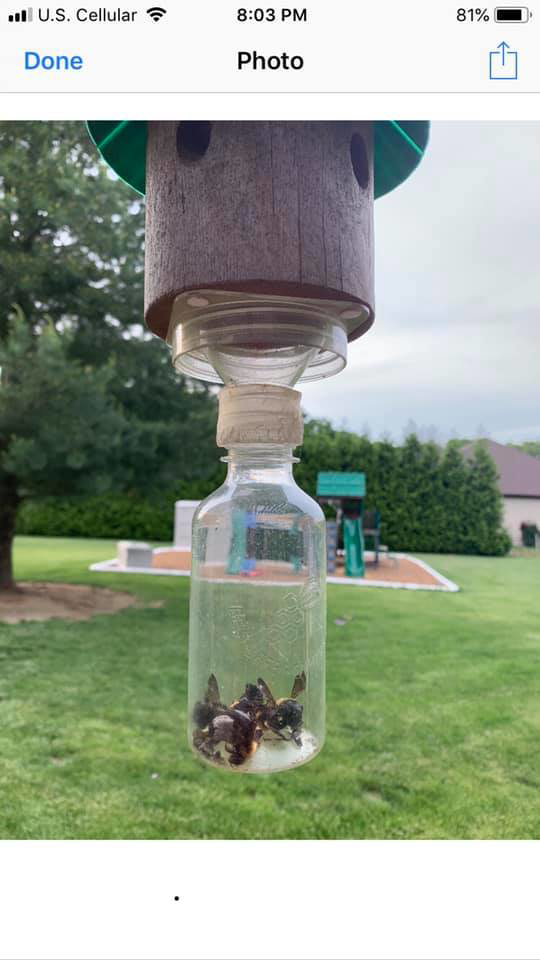 A wasp and hornet trap with several insects caught, demonstrating pest control by Wallendorf's Pest Control in Hardin, IL